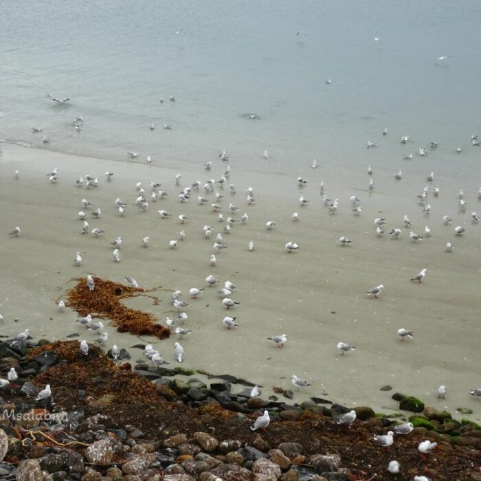 Dunedrin Neuseeland