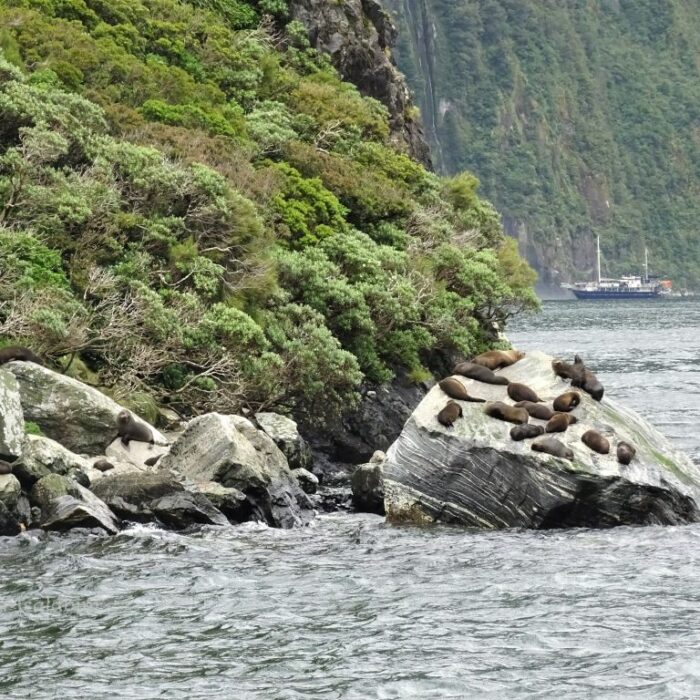 Te Anau u Milford Sound Neuseeland
