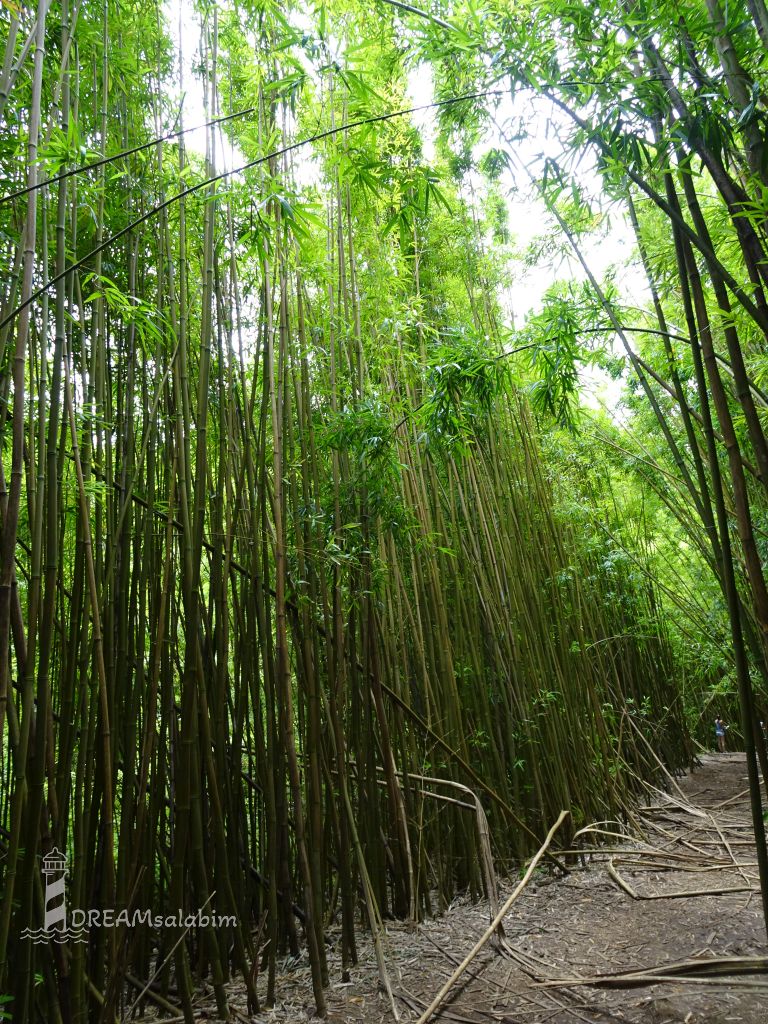 Bamboo Forest Maui Hawaii (3)