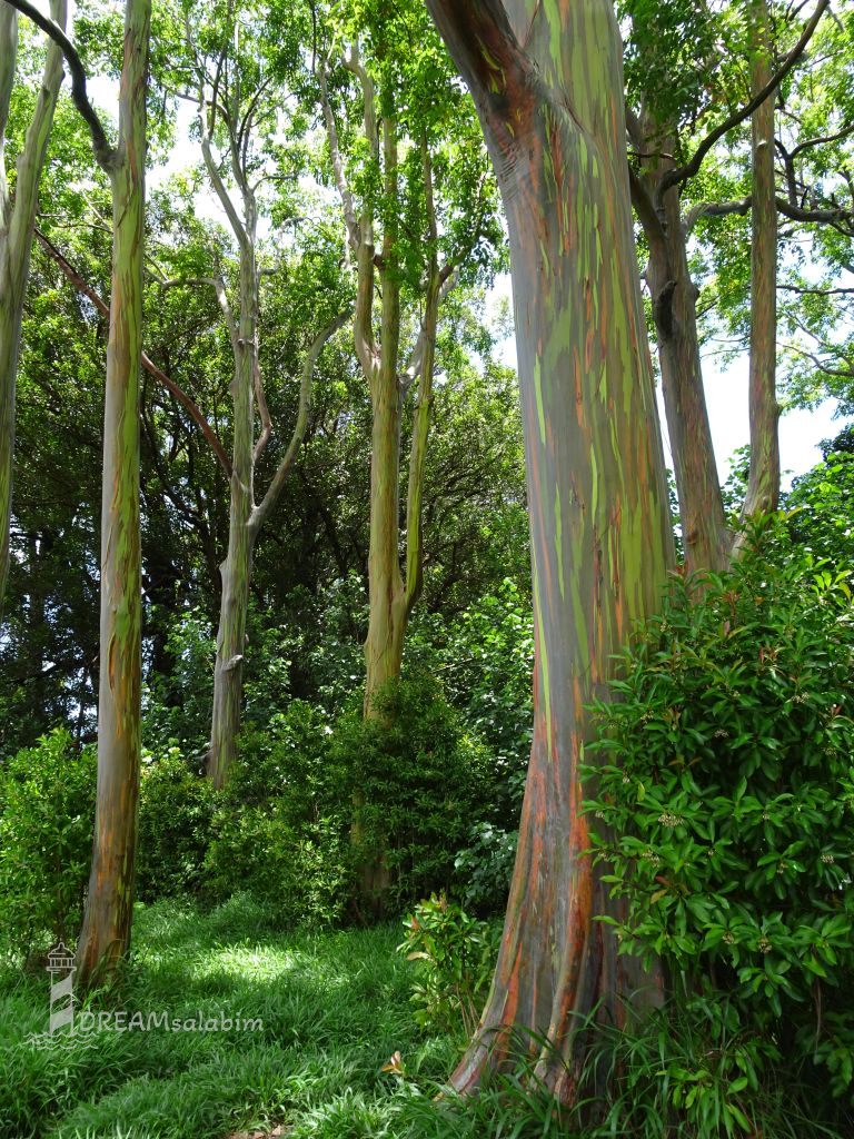 Rainbow Eucalyptus Tree Maui Hawaii (2)