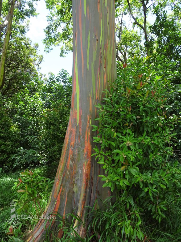 Rainbow Eucalyptus Tree Maui Hawaii (3)