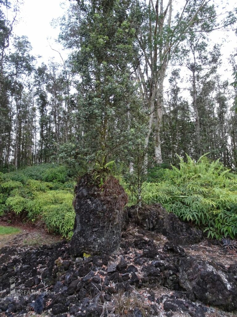 Lava Tree State Hawaii Big Island (3)