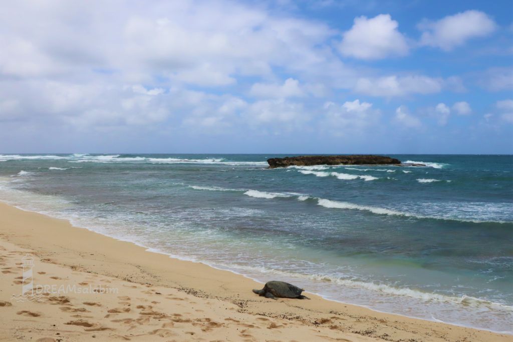 O'owopala Beach Hawaii Oahu (2)
