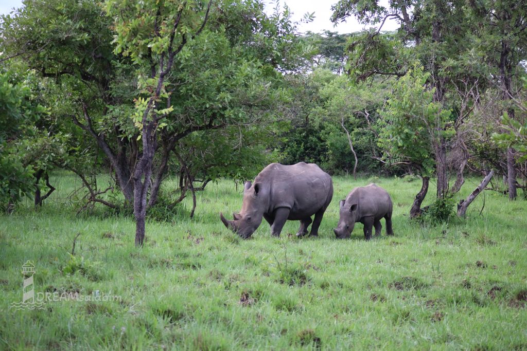 Afrika Uganda Ziwa Rhino Sanctuary