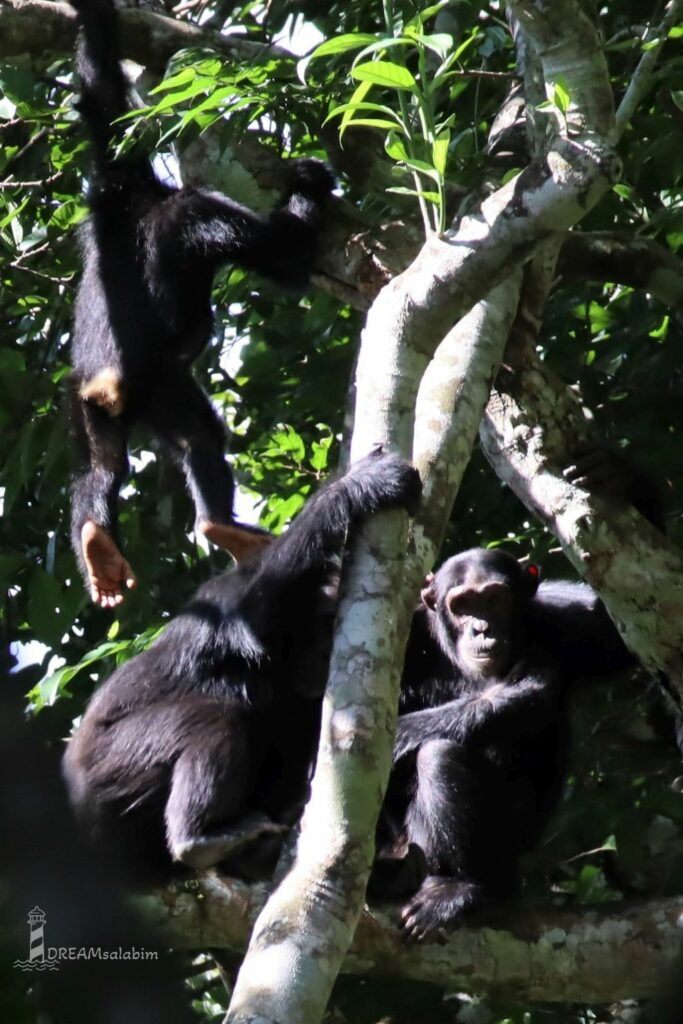 Afrika Uganda Kibale Forest National Park