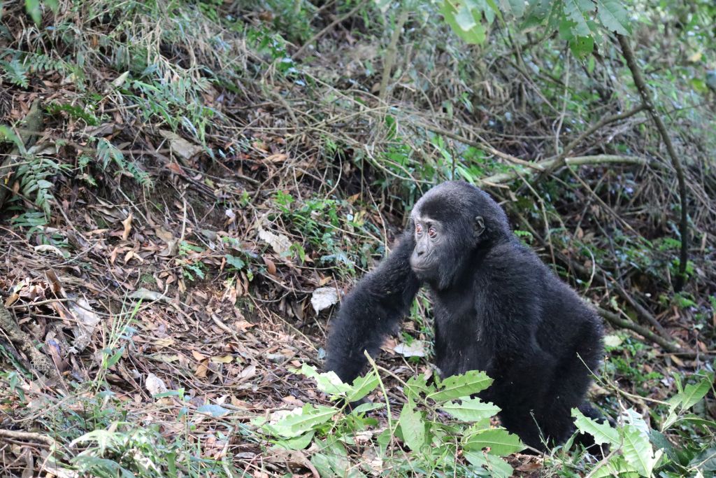 Afrika Uganda Bwindi Impenetrable National Park