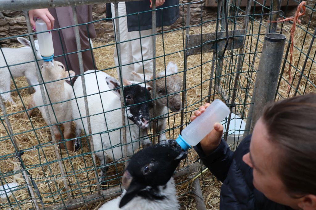 Irland Dingle Peninsula Hold a Lamb