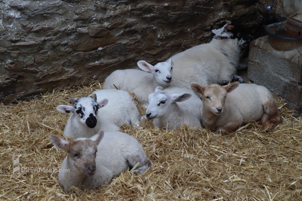 Irland Dingle Peninsula Hold a Lamb