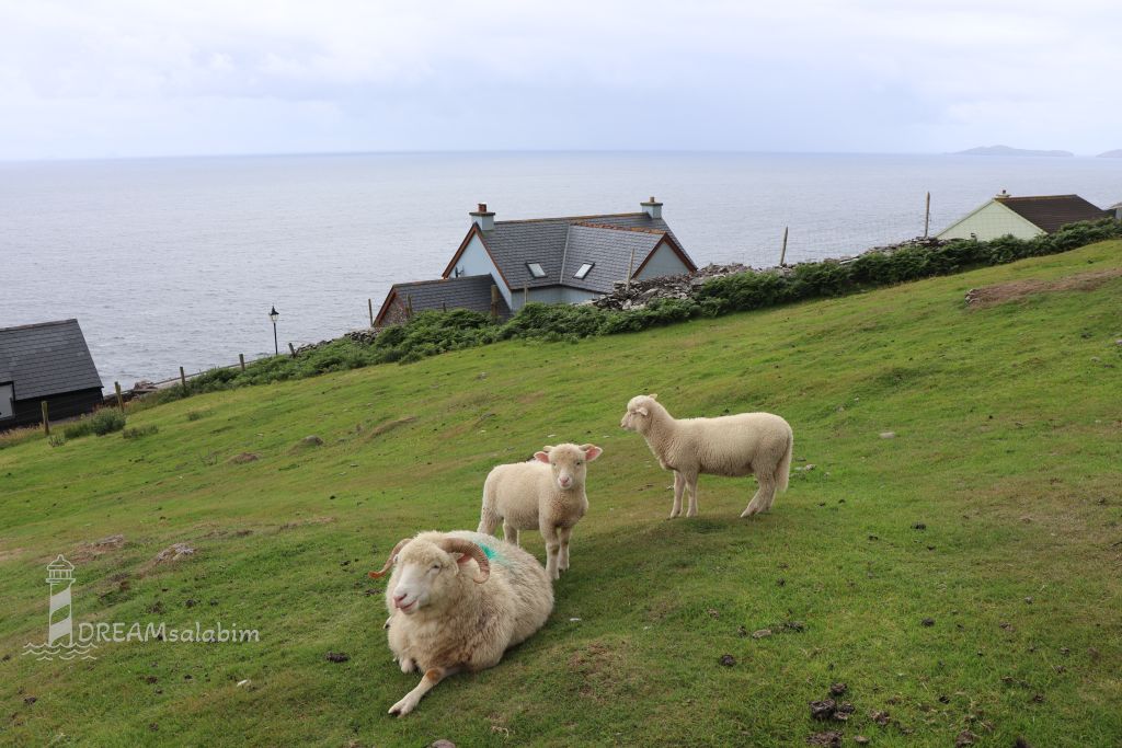 Irland Dingle Peninsula Hold a Lamb