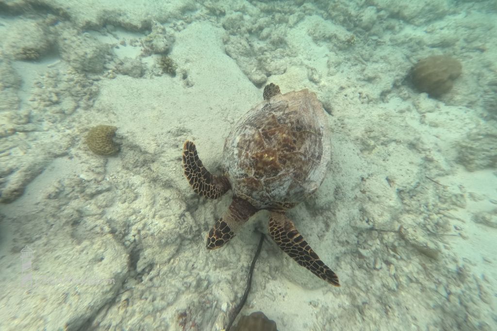 Filitheyo Island Resort Unterwasserwelt